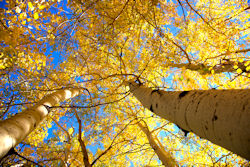Fall Aspens